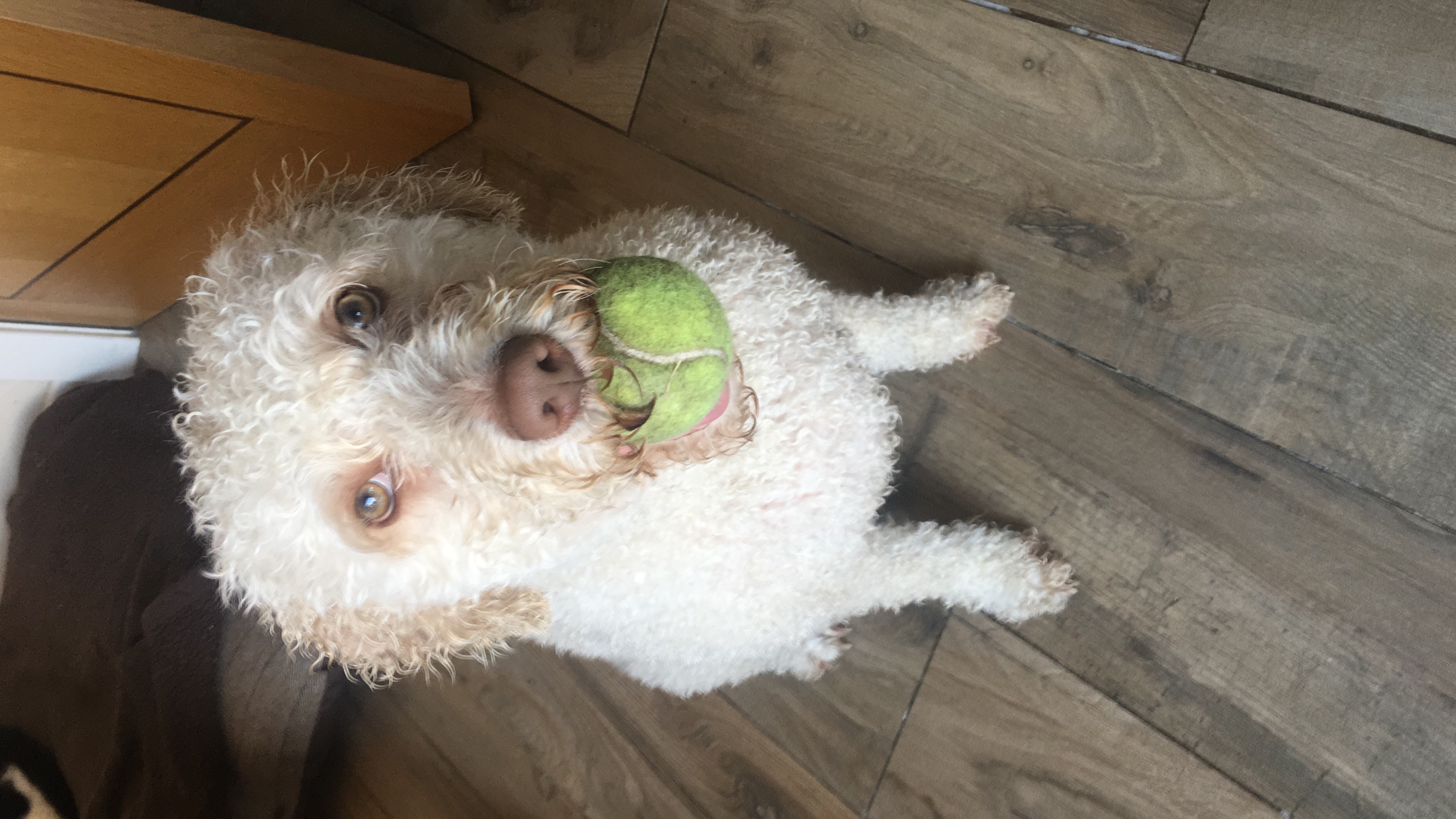 Happy dog 9