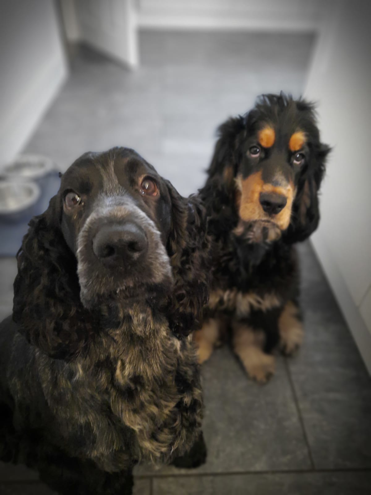 Nervous Dogs