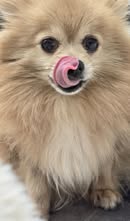 Happy dog 16