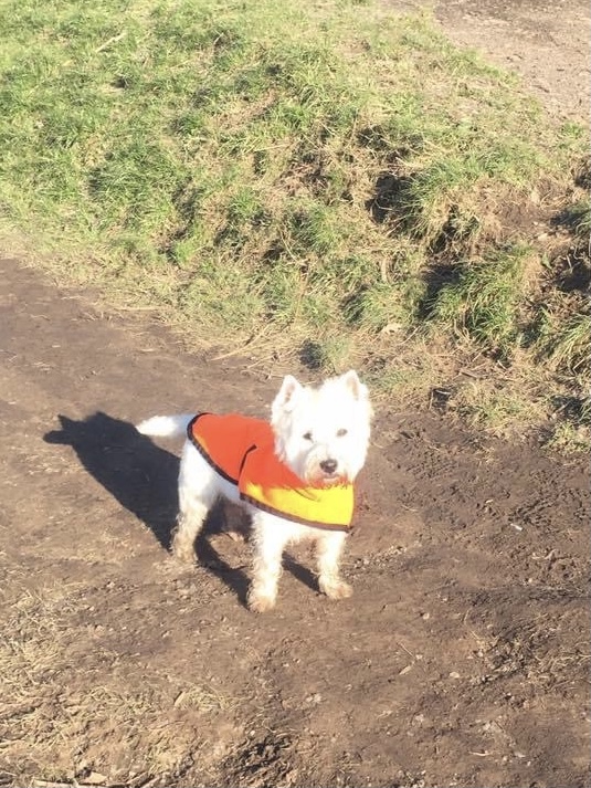 Happy dog 12