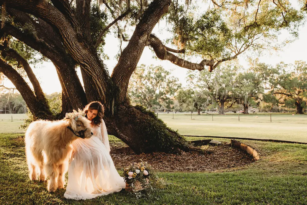 Bride with a Highland Cow