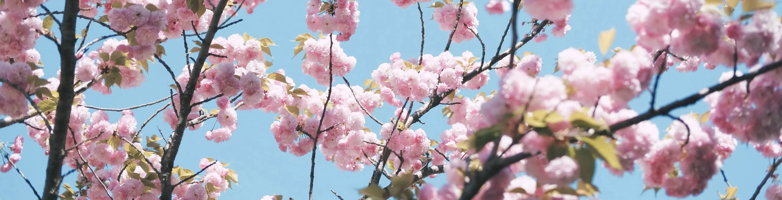 Japanese Cultural Festivals: Delving into the Vibrant and Unique Celebrations of Cherry Blossom Viewing, Tanabata, and Obon