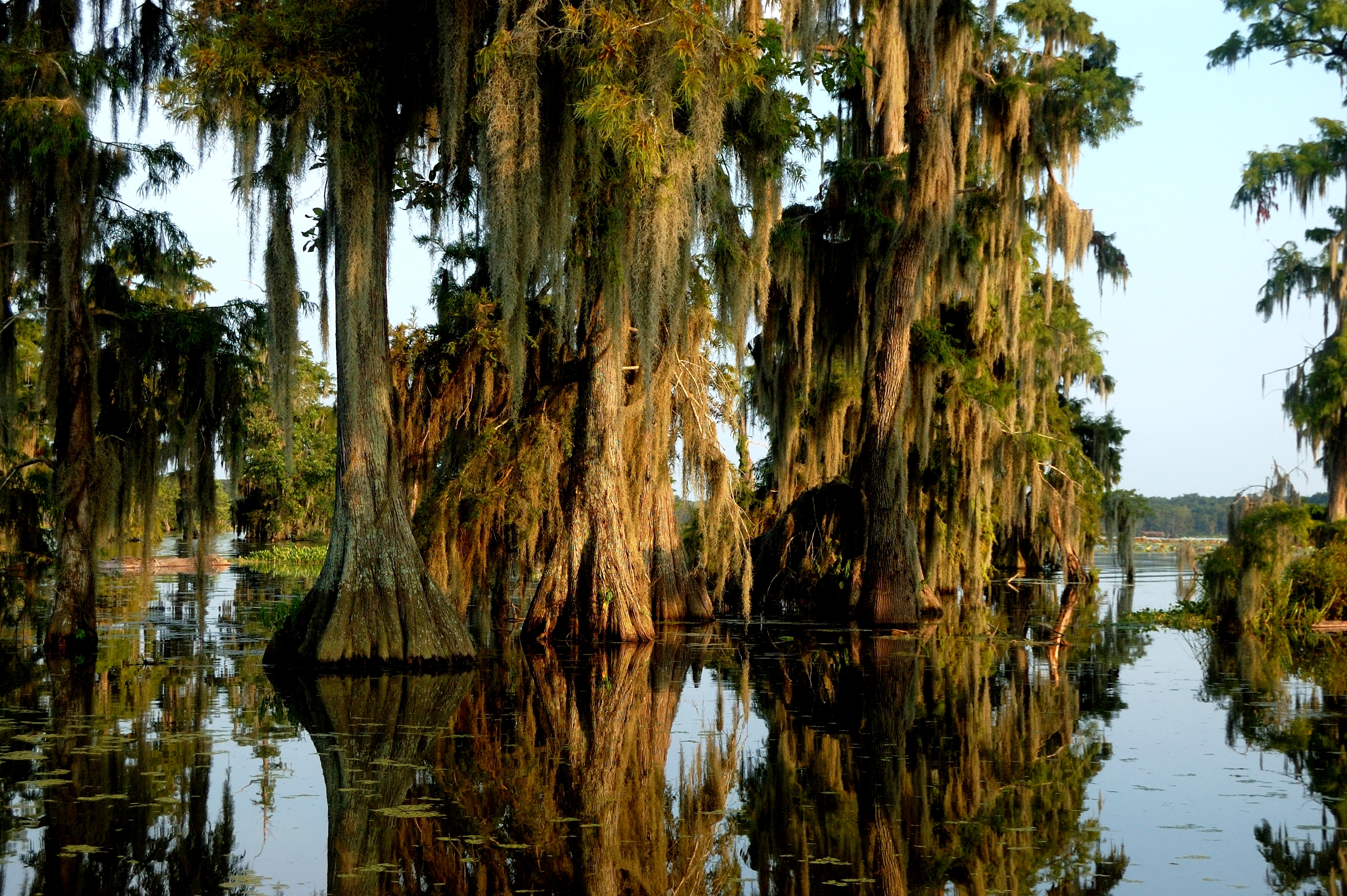 Ancient cypress trees with Spanish moss in Lake Martin swamp
