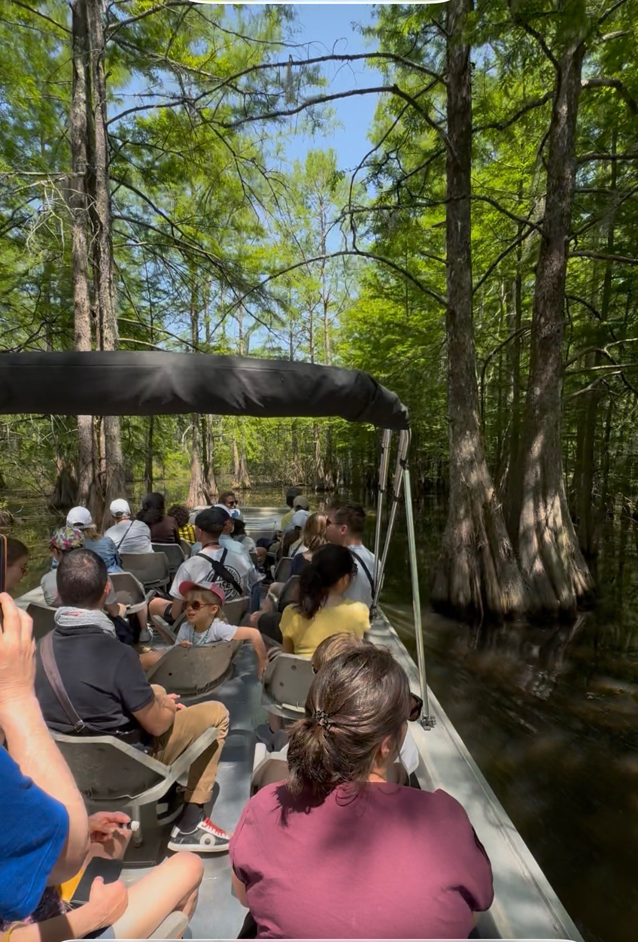 Guided swamp boat tour navigating through cypress trees on Lake Martin