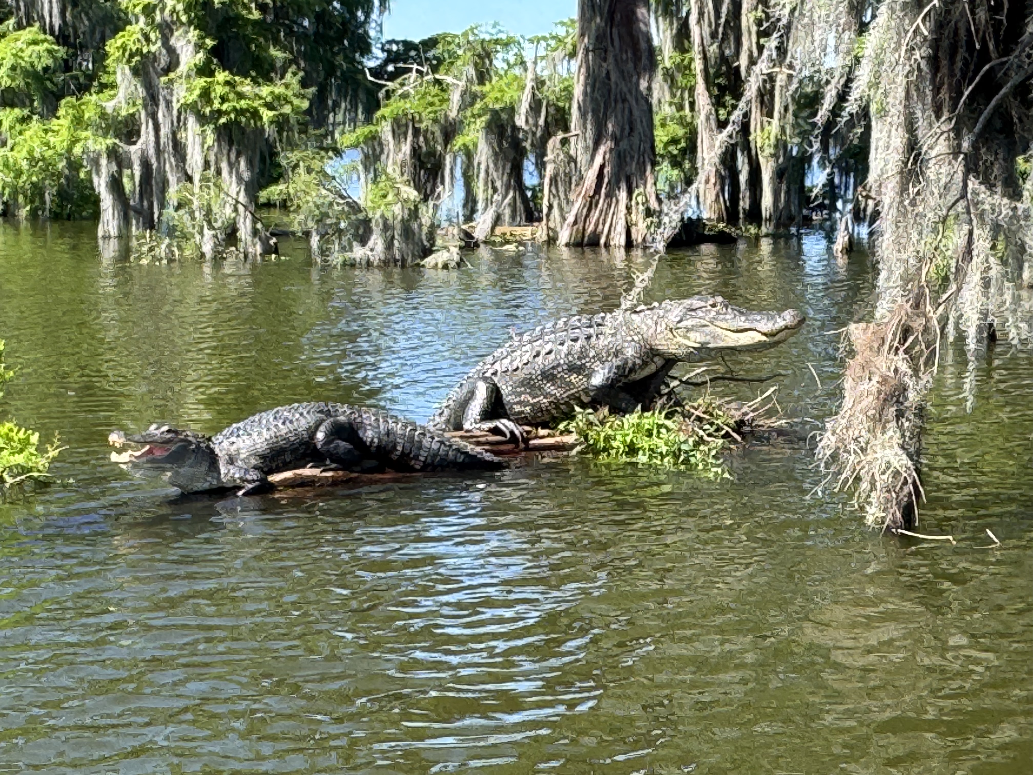 Majestic alligators in the Lake Martin swamp at sunrise