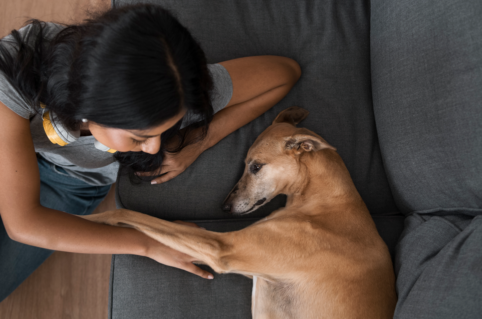Pet dog
