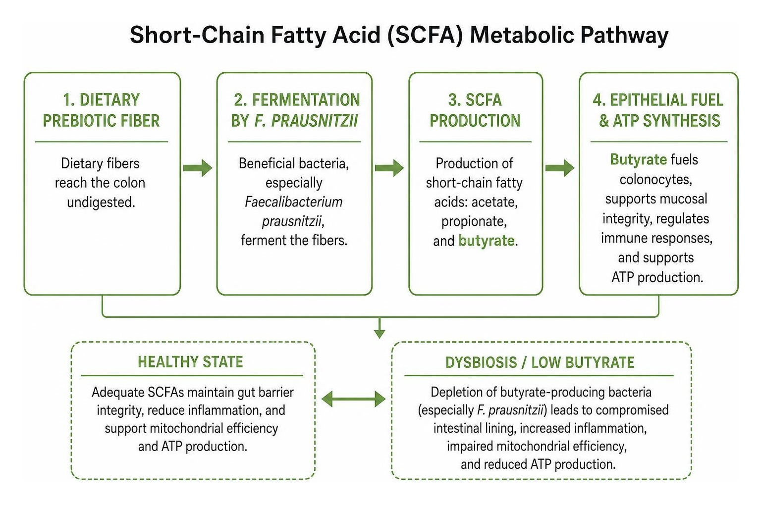 Short chain fatty acid metabolic pathway diagram