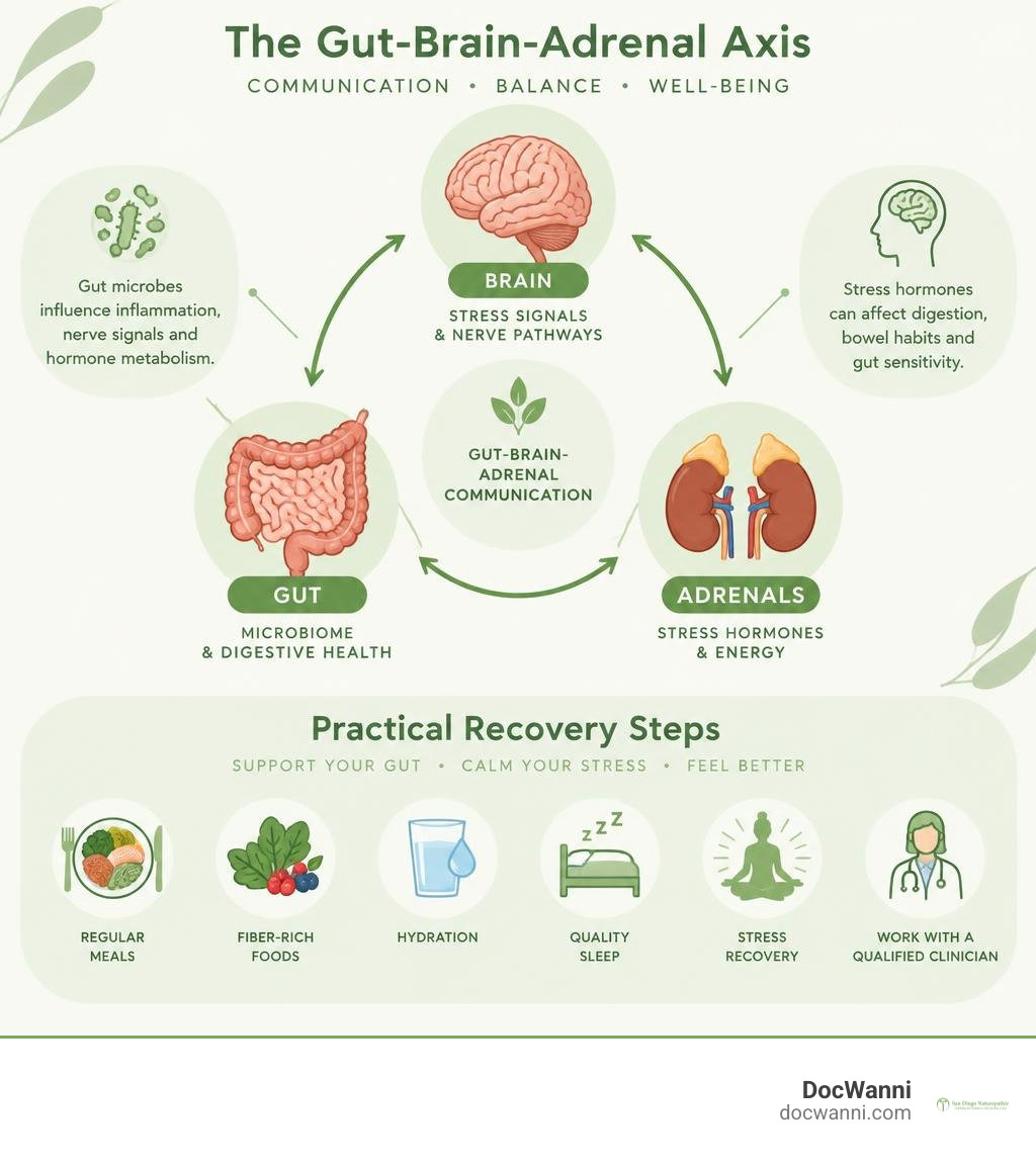 Gut-adrenal communication pathways and practical recovery steps infographic