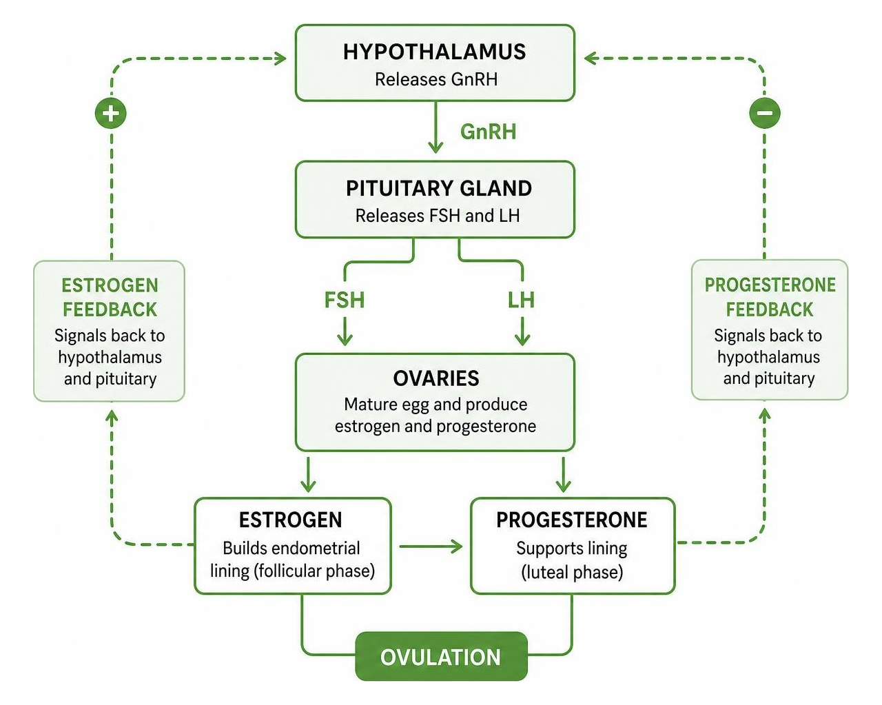 Hypothalamic-pituitary-ovarian communication axis and cycle feedback loop