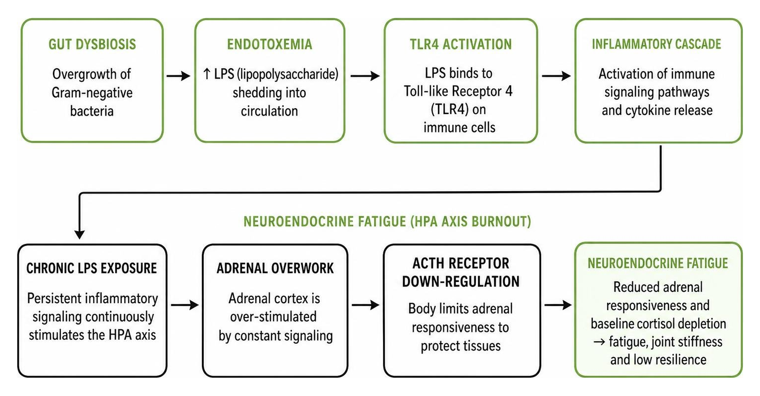 Endotoxemia triggering TLR4 pathways and neuroendocrine fatigue