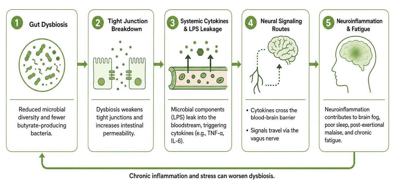 Gut-to-brain neuroinflammatory pathway diagram