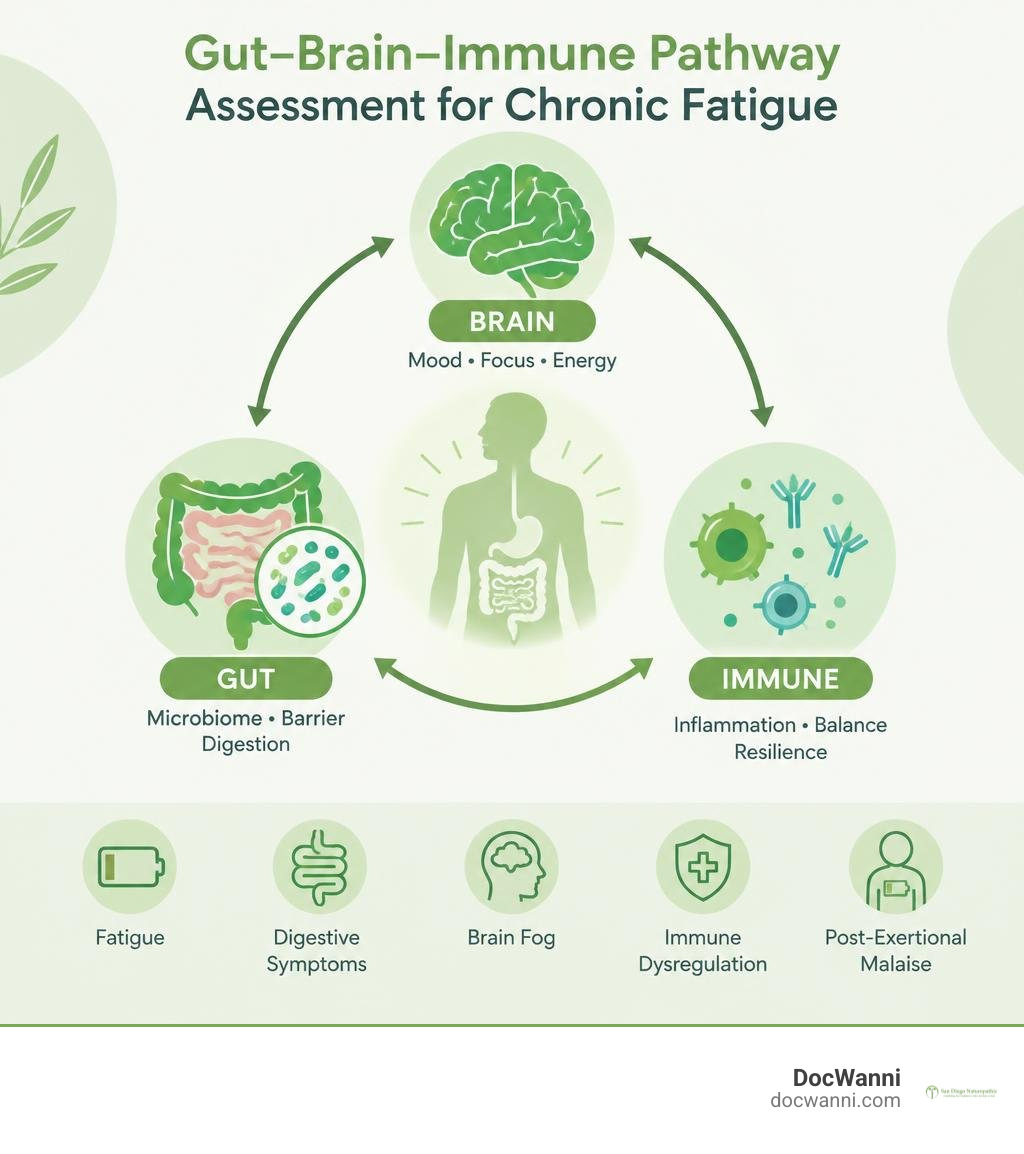 Gut brain immune pathway assessment for chronic fatigue infographic