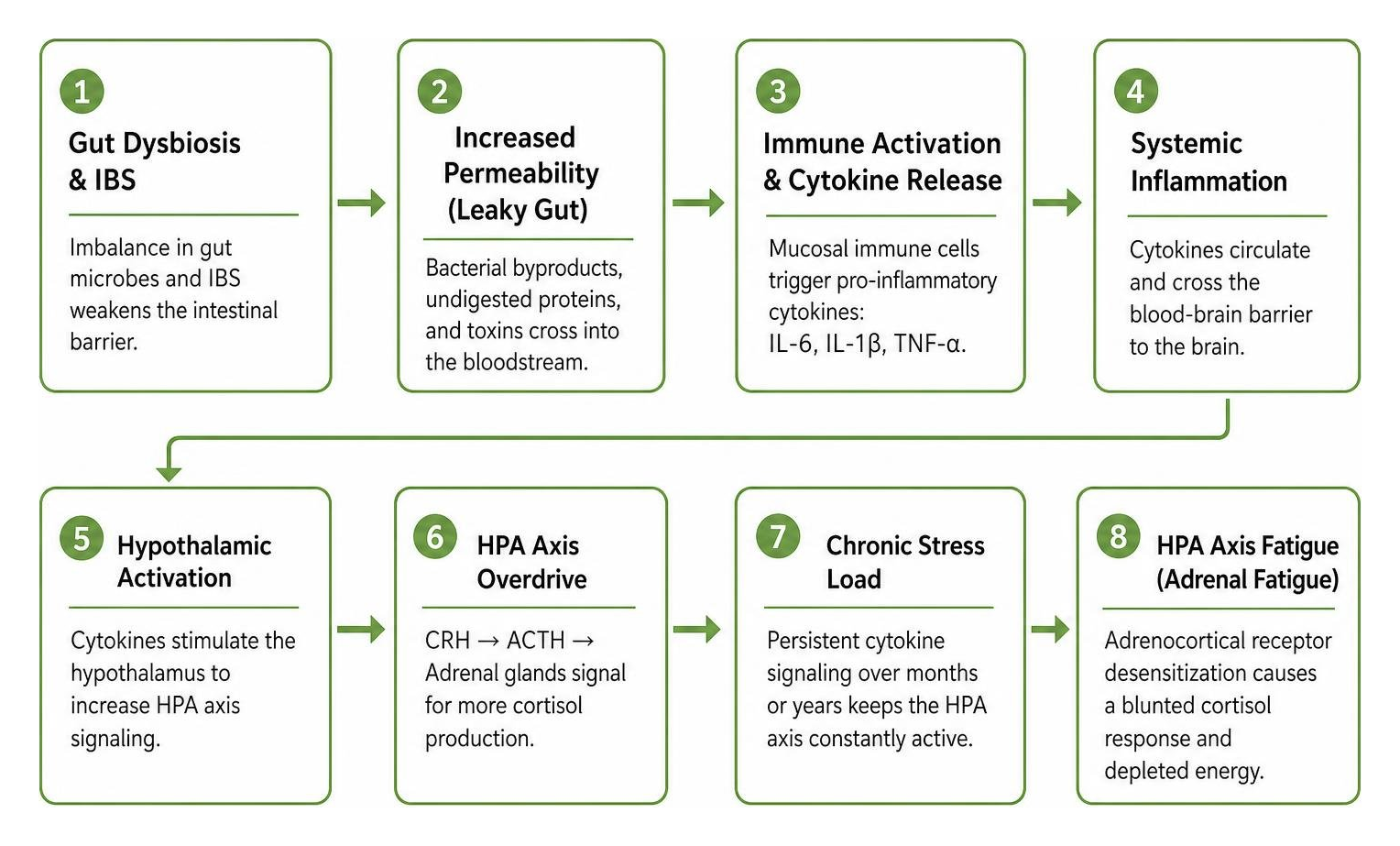 Dysbiosis driven systemic cytokine cascade and HPA axis fatigue