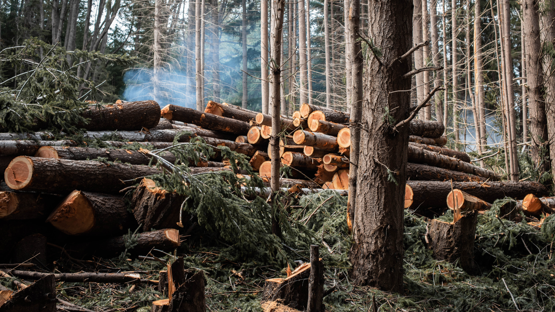 Professional tree service worker cutting down a large tree in Sudbury MA - Dennis Tree Service Inc.