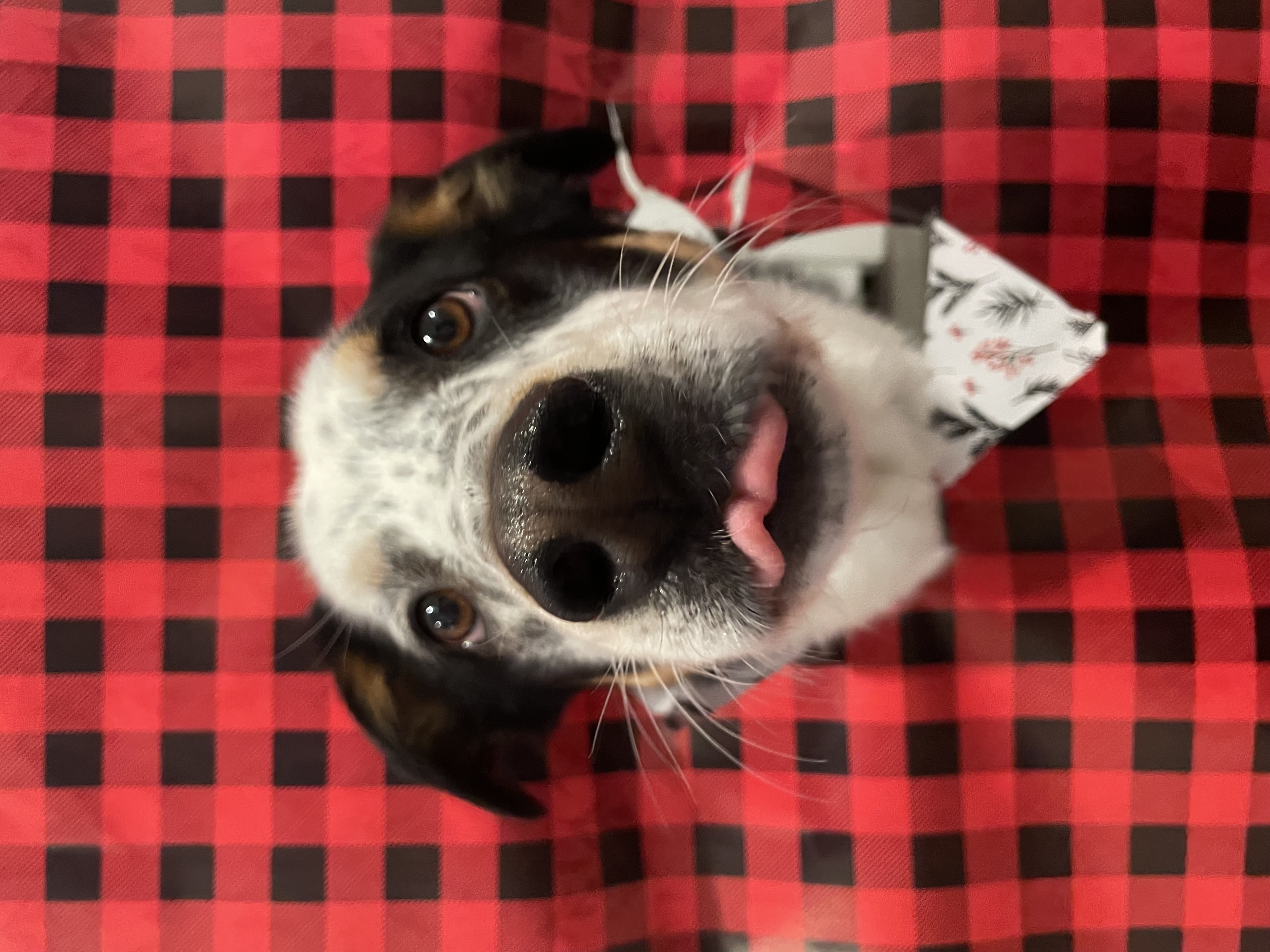 Happy dog making eye contact