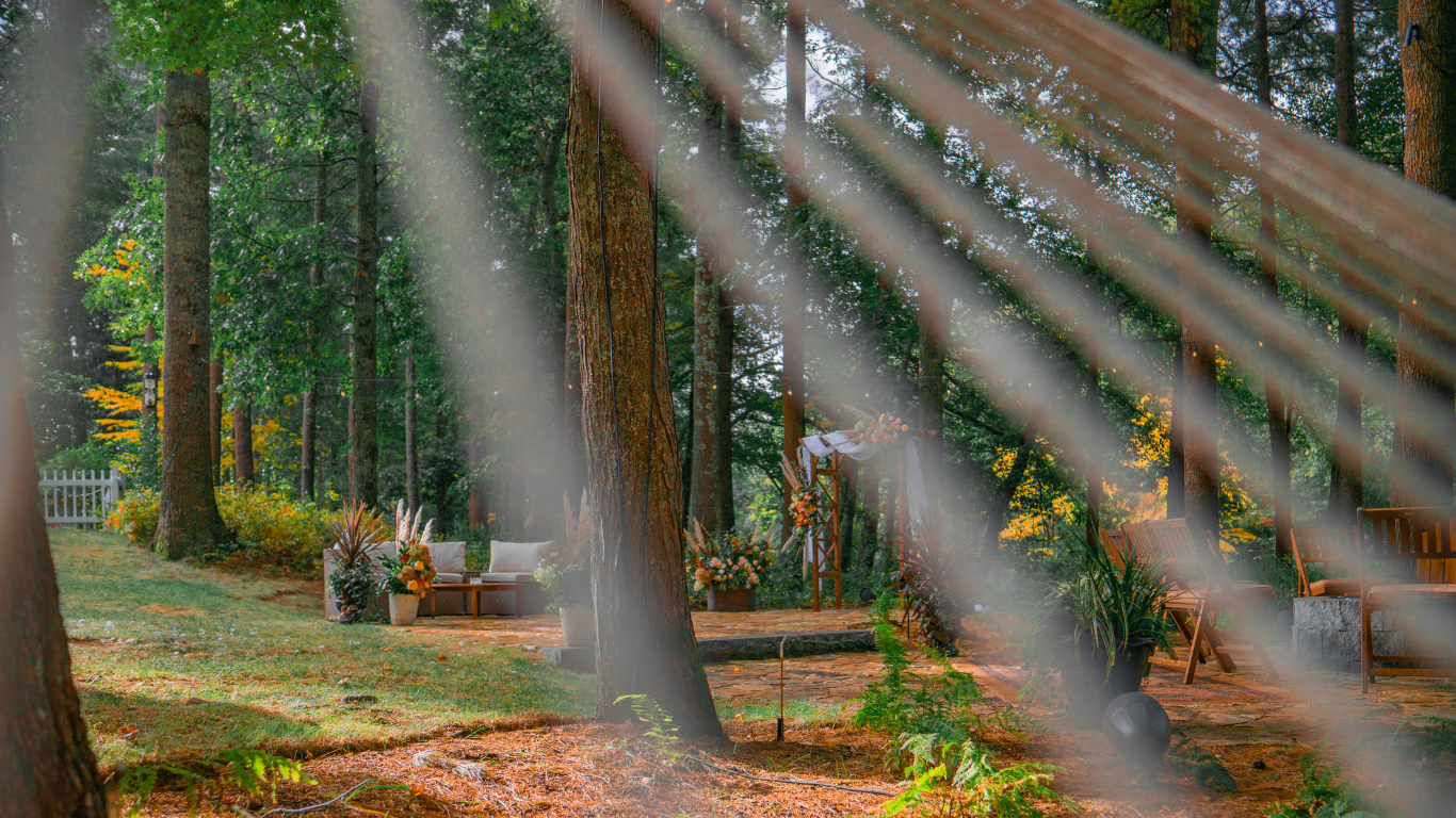 Wooded landscape background