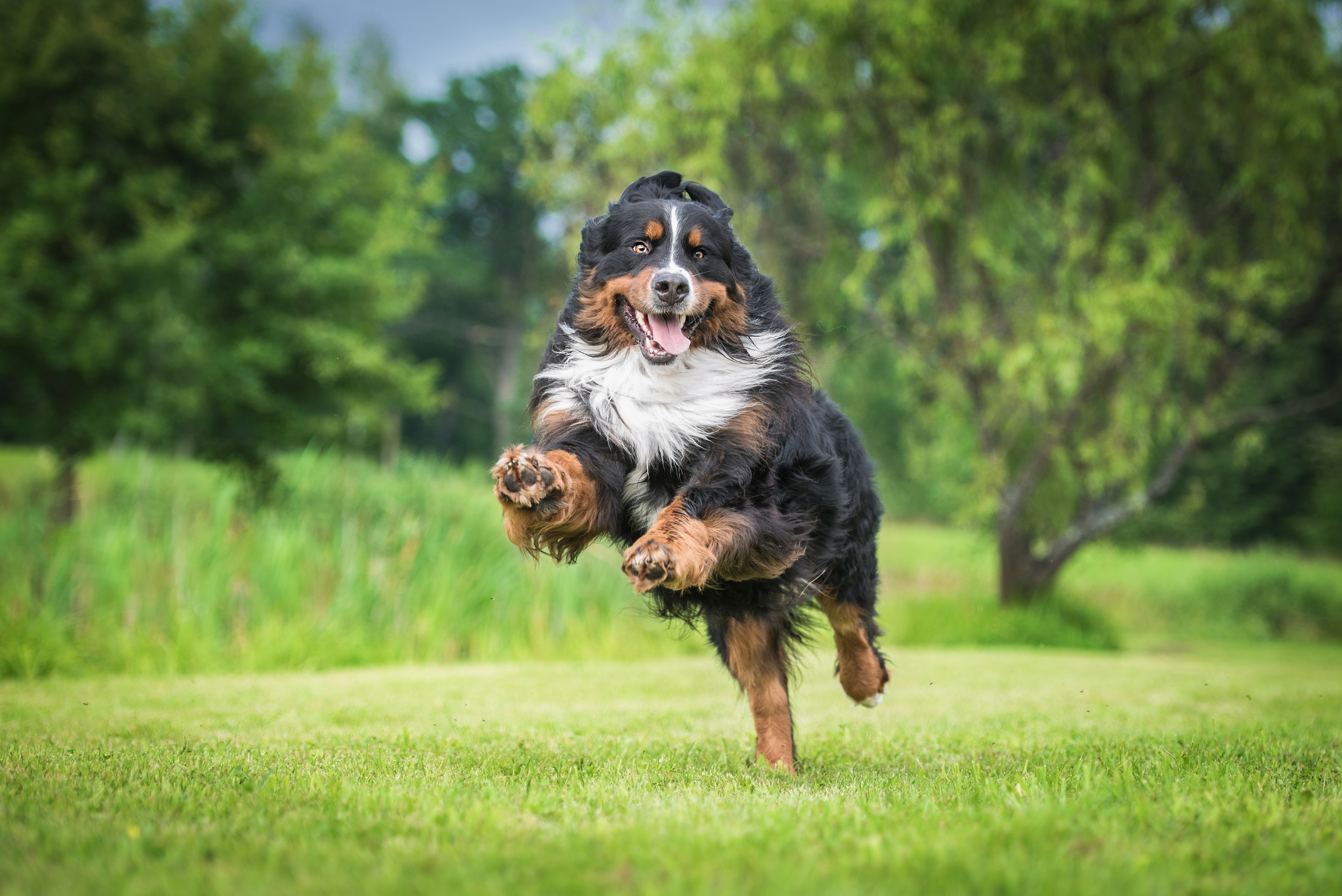 Happy dog running in a field
