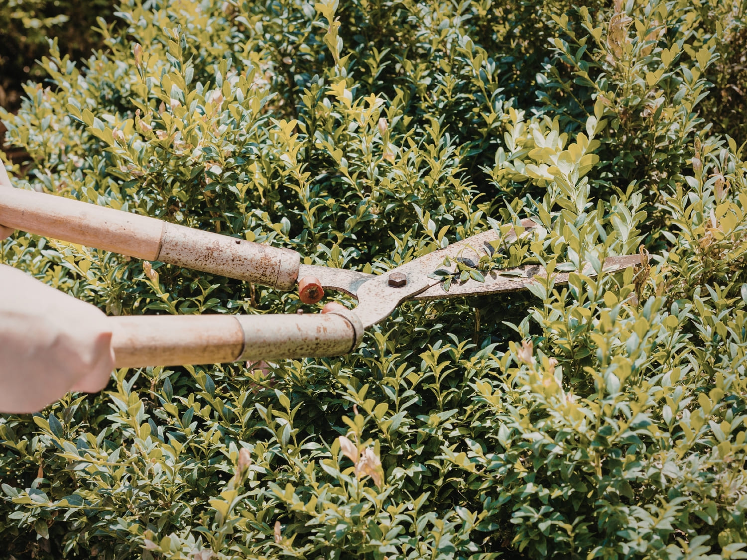 Person trimming a green shrub with hedge shears