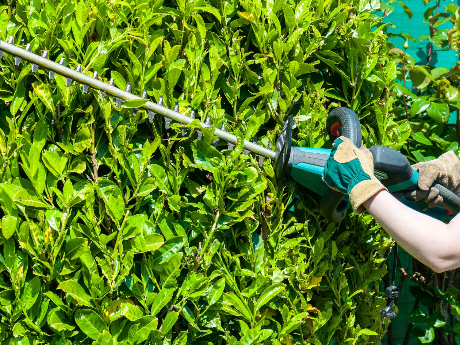Bergman Nurseries maintenance services hedge trimming