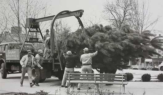 Early days of large-scale tree planting and relocation services.