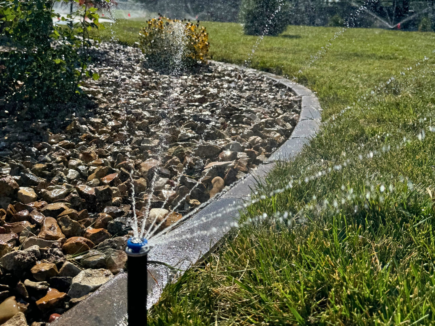 Bergman Nurseries irrigation system sprinkler head in rock bed