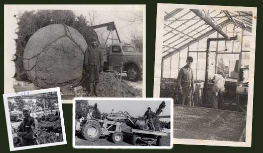 Historic Bergman Nurseries black and white collage showing early nursery work