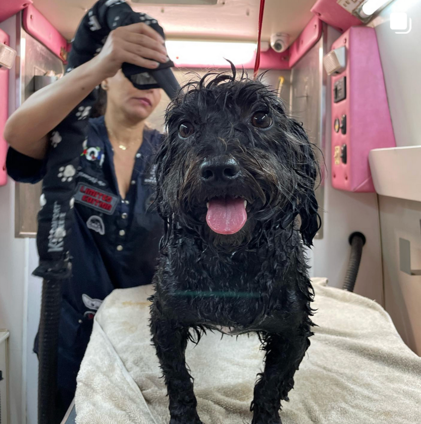 Groomed pet 3
