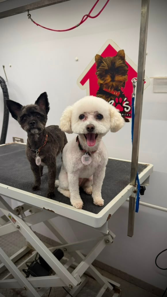 Coco's mobile dog grooming result 91