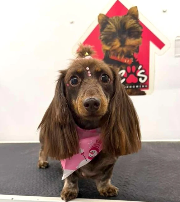 Groomed pet 56