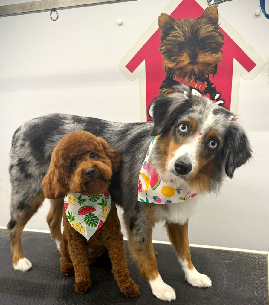 Groomed pet 24