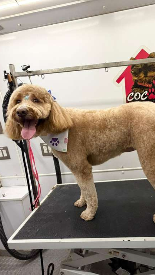 Coco's mobile dog grooming result 90