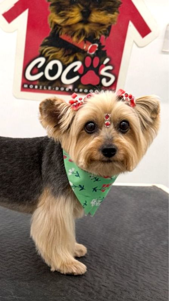 Coco's mobile dog grooming result 82