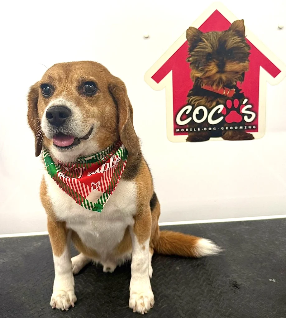 Groomed pet 61