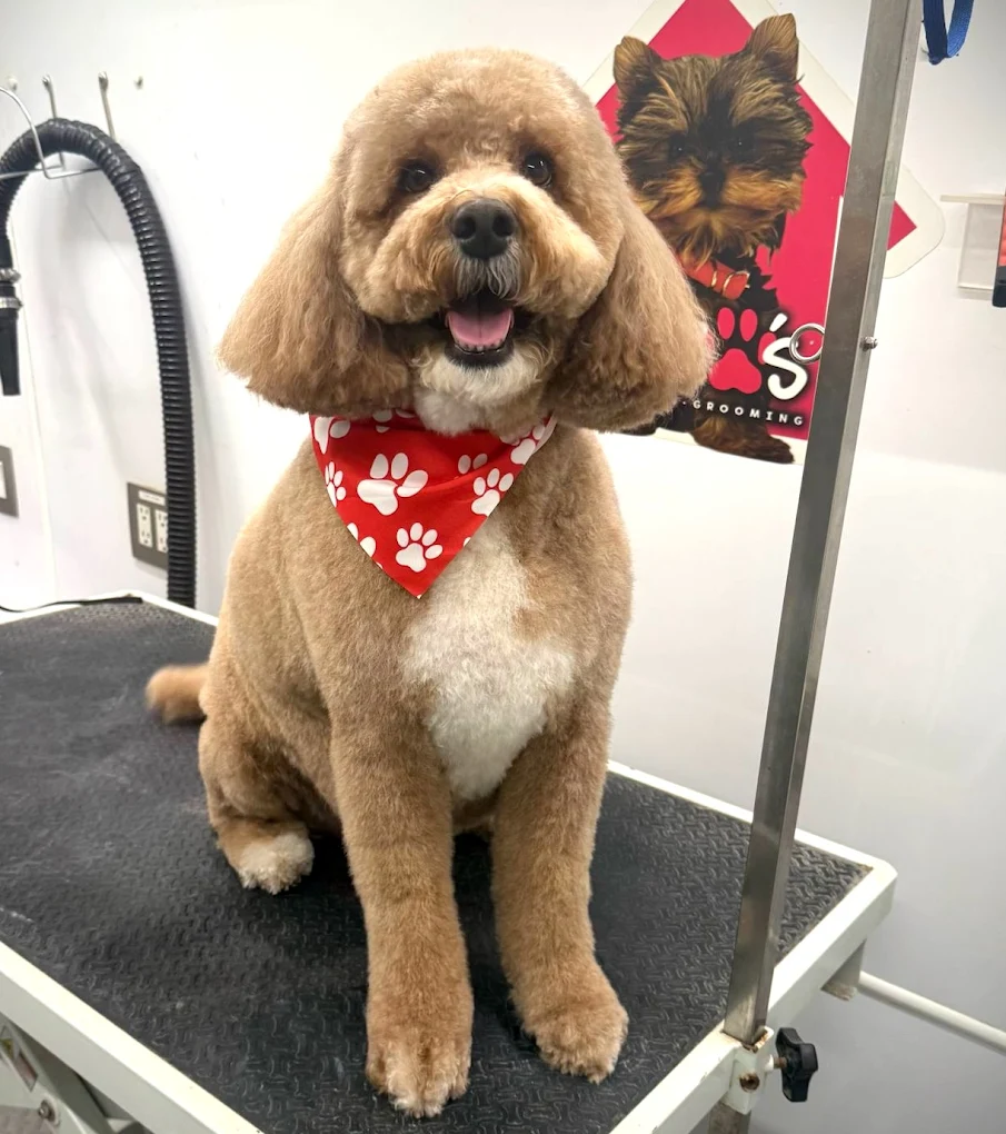 Coco's mobile dog grooming result 41