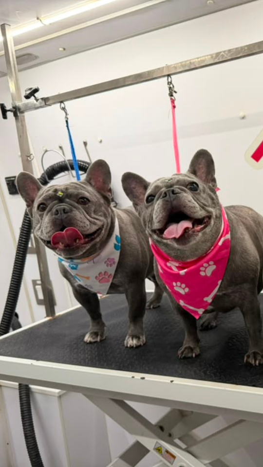 Coco's mobile dog grooming result 97