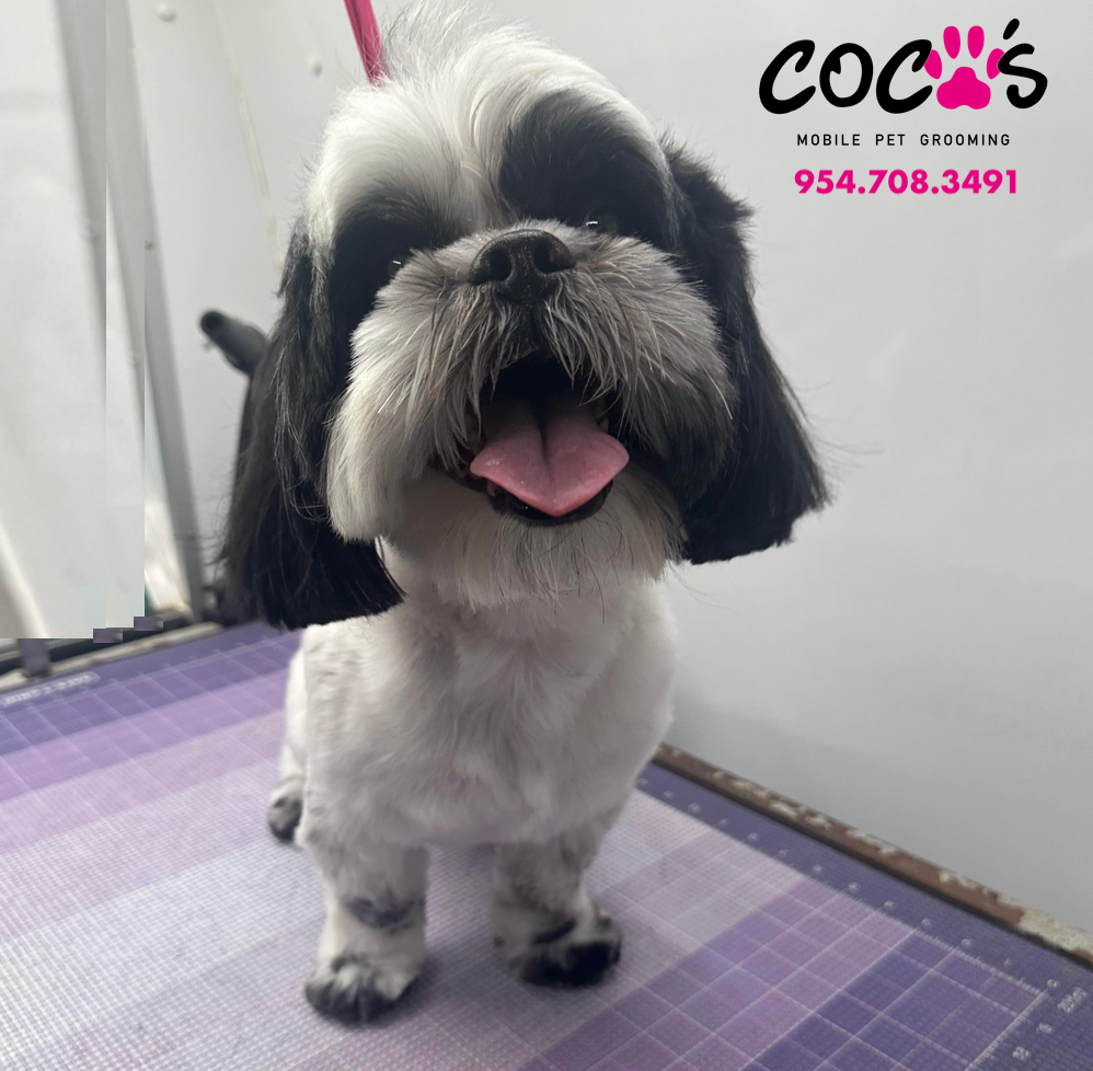 Groomed pet 6