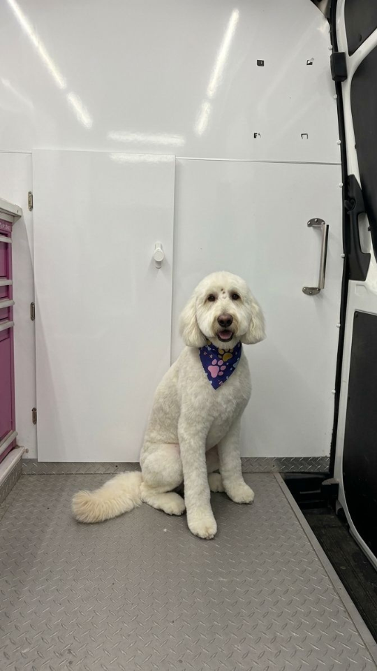 Coco's mobile dog grooming result 89