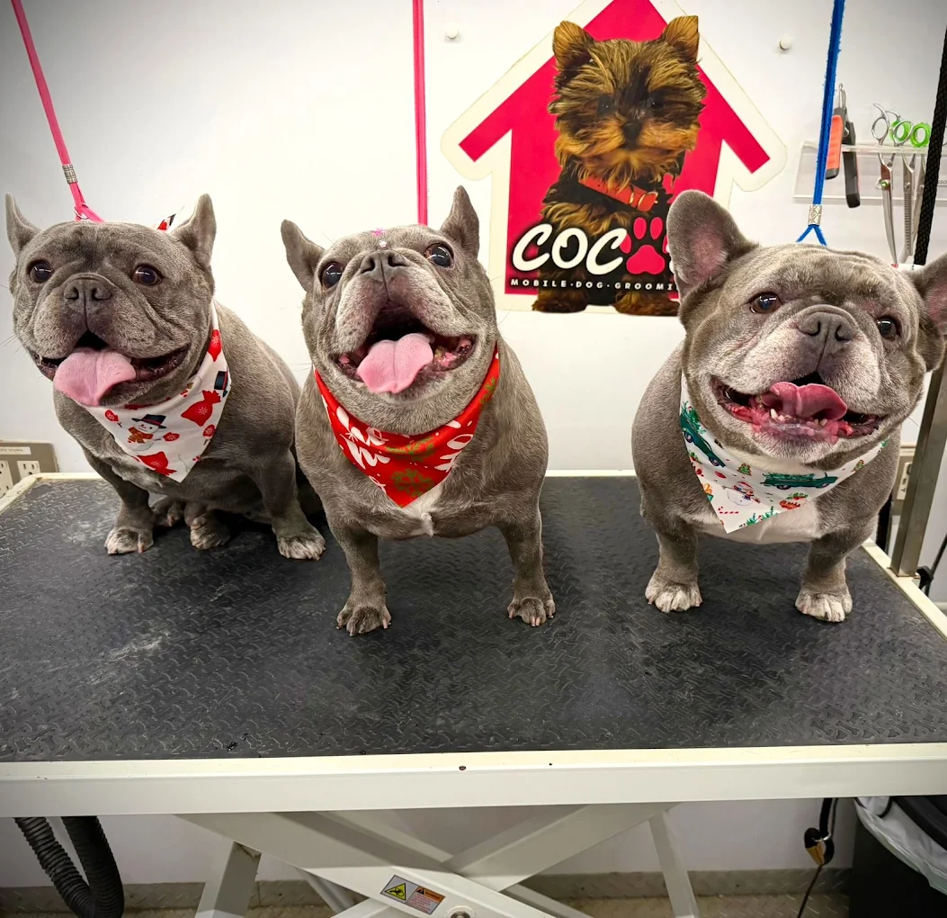 Coco's mobile dog grooming result 52
