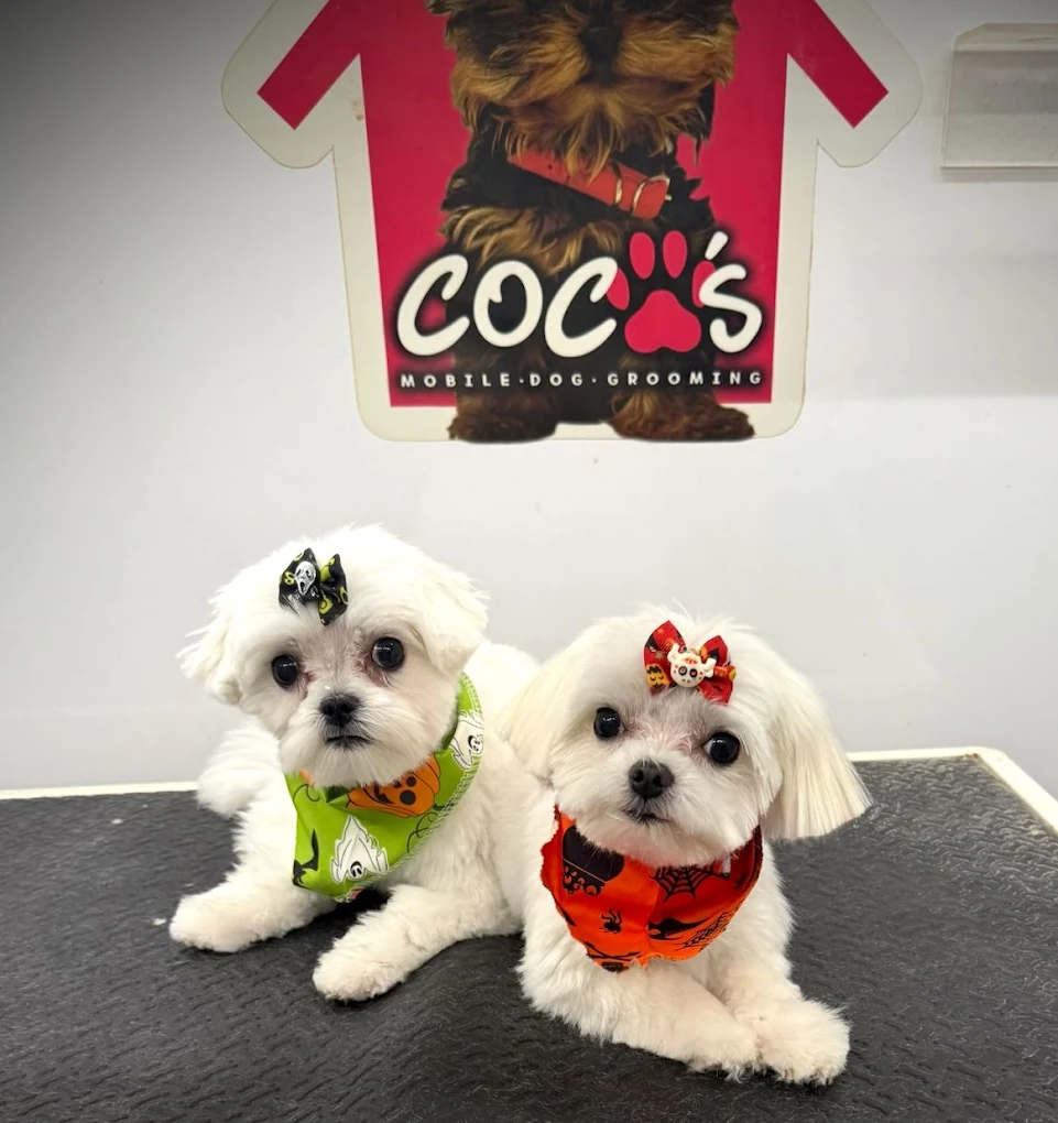 Groomed pet 35