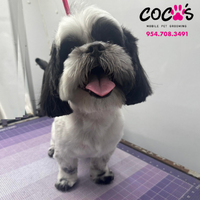 Happy pet groomed by Coco's