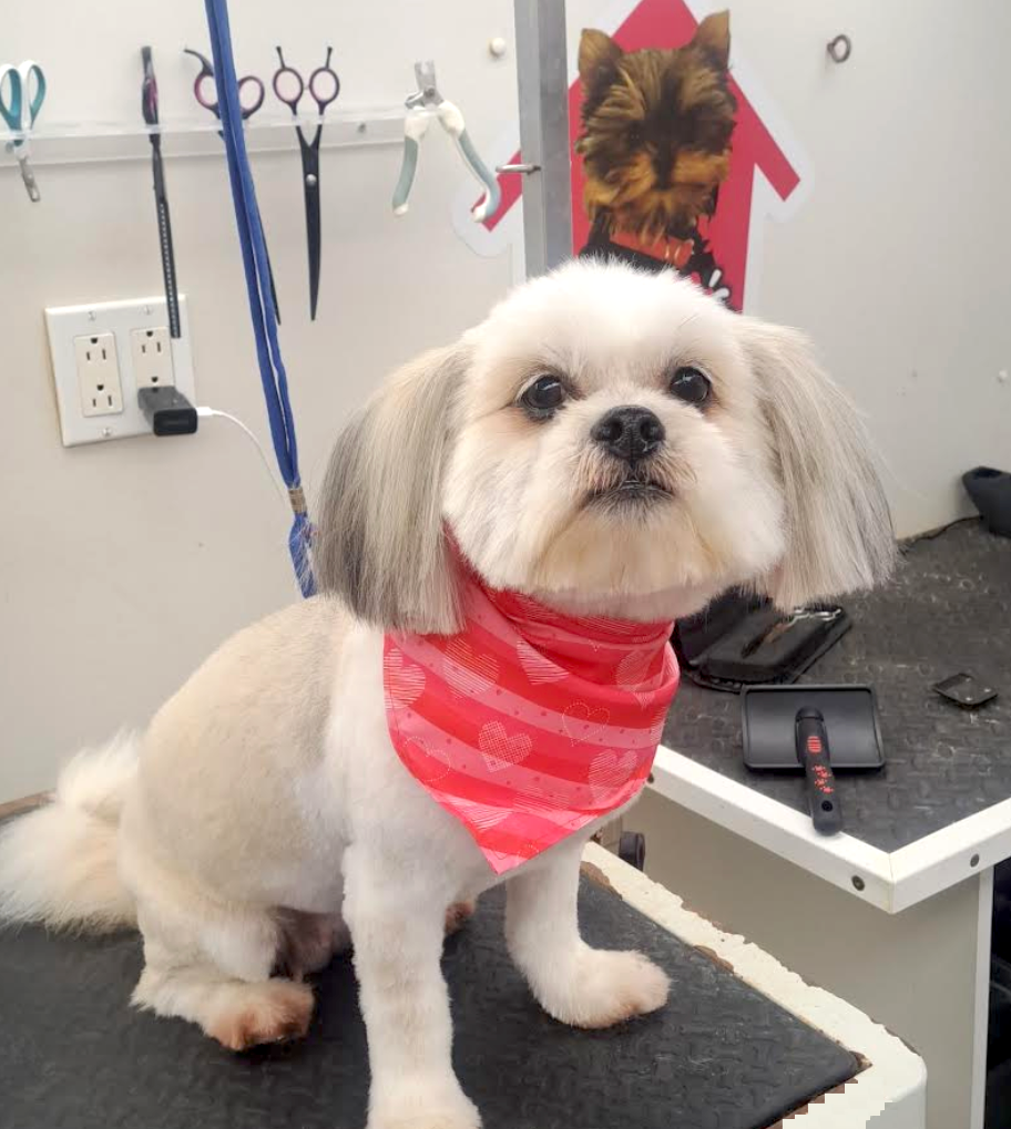 Groomed pet 16
