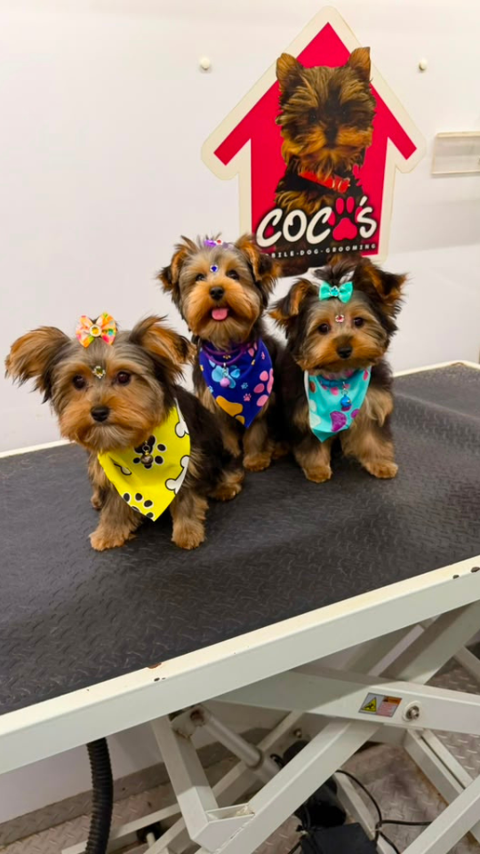 Coco's mobile dog grooming result 95