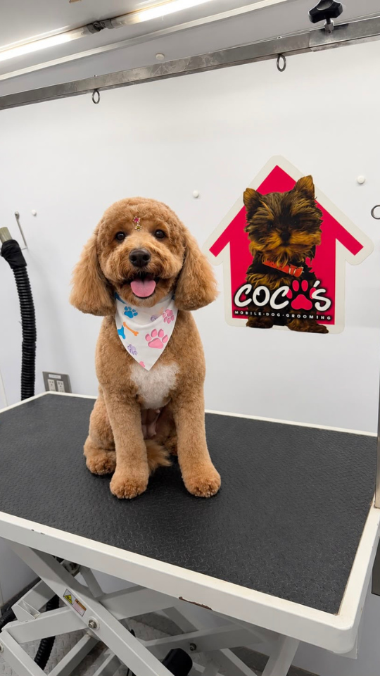 Coco's mobile dog grooming result 96