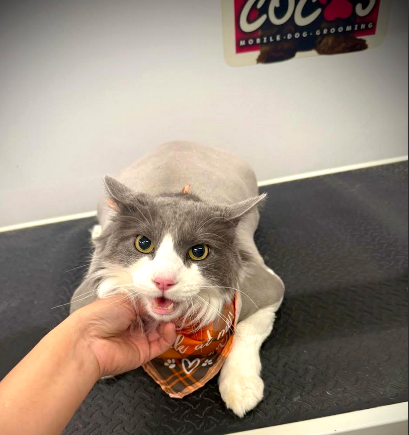 Groomed pet 15