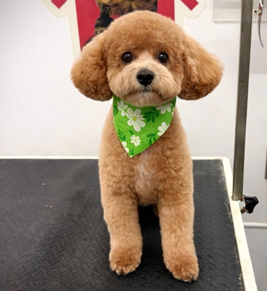 Groomed pet 66
