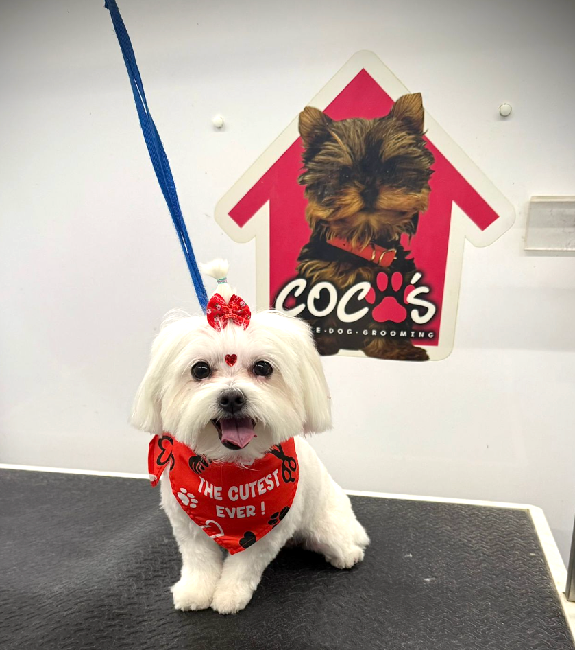 Coco's mobile dog grooming result 26