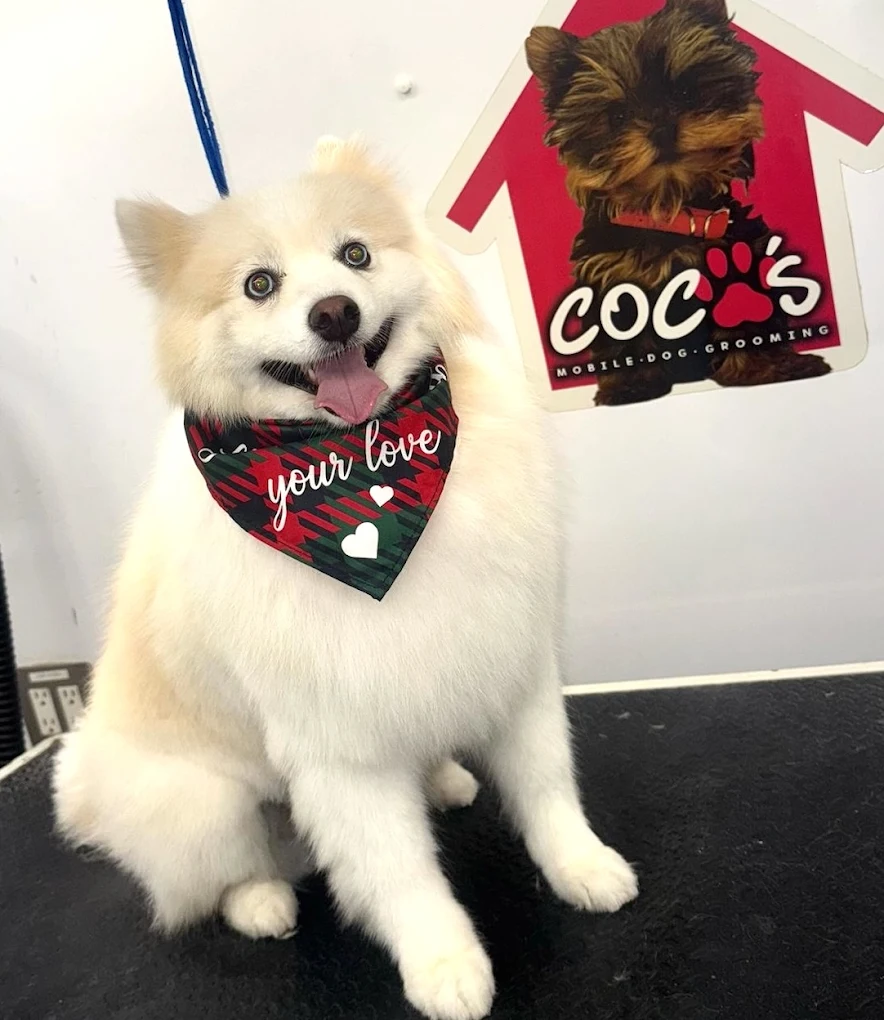 Groomed pet 64