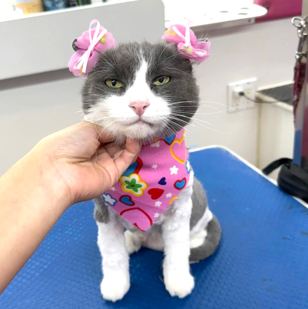 Groomed pet 12