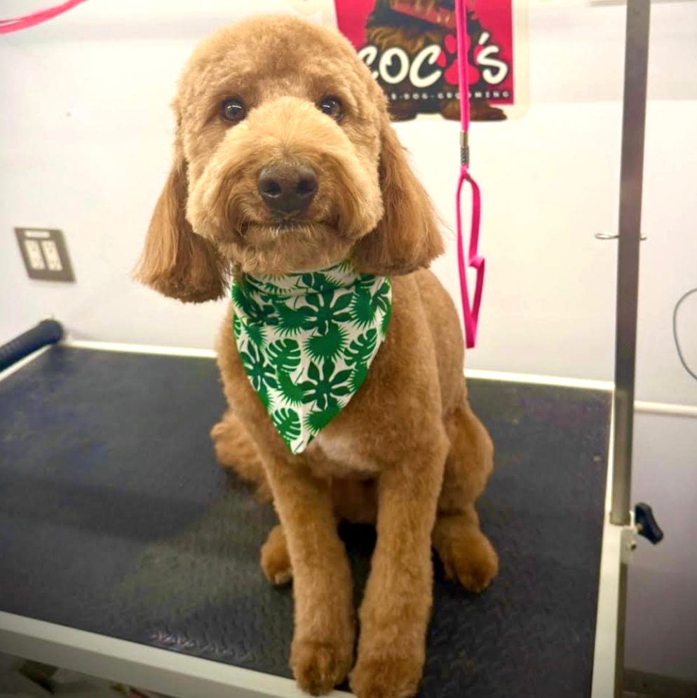 Groomed pet 11