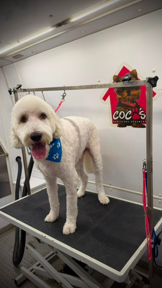Coco's mobile dog grooming result 98